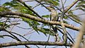 Yellow-billed Cuckoo Coccyzus americanus 01