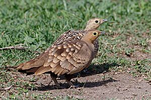 A Male and Female Chestnut Bellied Sandgrouse (49988703036)