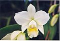A and B Larsen orchids - Cattleya Hawaiian Wedding Song Virgin 674-23