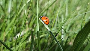 A ladybug on a blade of grass (side view)