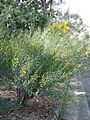 Acacia aphylla 01