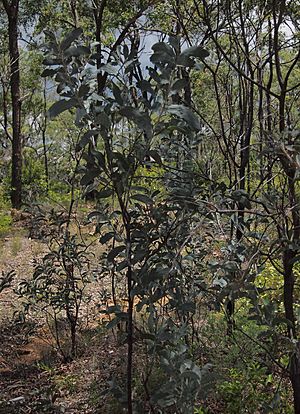 Acacia bancroftiorum.jpg