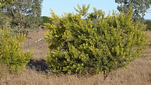 Acacia rubida (9570398456).jpg