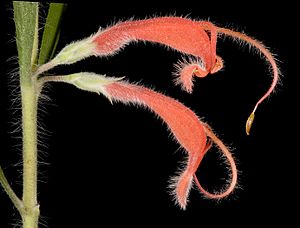 Adenanthos barbiger - Flickr - Kevin Thiele.jpg