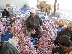 Afghan pomegranate processing