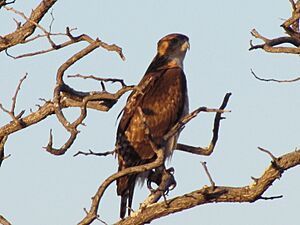 African Hawk-Eagle