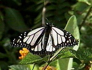Albino monarch butterfly