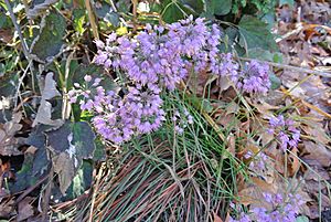 Allium thunbergii Facts for Kids