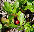 Alpine bearberry in Varrio Nature Reserve, Finland