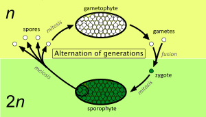 Alternation of generations simpler