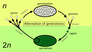 Alternation of generations simpler