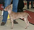 American Hairless Terrier in Finland