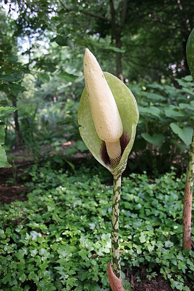 Amorphophallus dunnii (SuperFantastic) 002