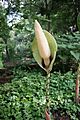 Amorphophallus dunnii (SuperFantastic) 002