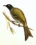 Chatham bellbird