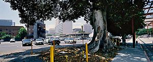 Aoyama Tree