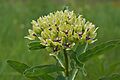 Asclepias viridis Arkansas.jpg