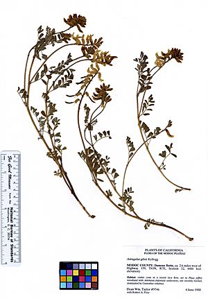 Astragalus gibbsii (5946963823).jpg
