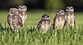 Athene cunicularia 20110524 02