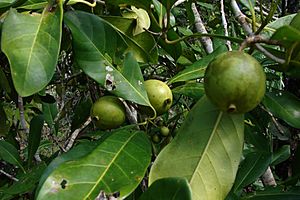 Atractocarpus fitzalanii - 'Yellow Mangosteen' (3807180571)