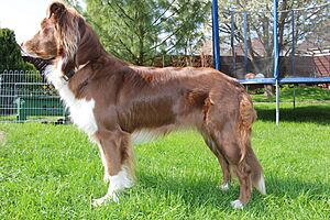An Australian Shepherd dog sitting on grass
