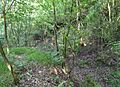 Bawsey SSSI 4