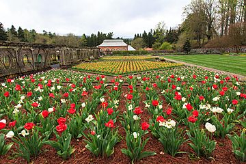 Biltmore Estates - Tulip Garden - panoramio (1)