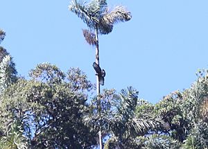 Black-and-Chestnut Eagle (Spizaetus isidori) (9496828405)