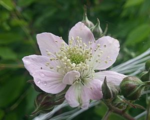Blackberry flower (2)