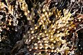 Bladder Wrack (Fucus vesiculosus) - geograph.org.uk - 224125