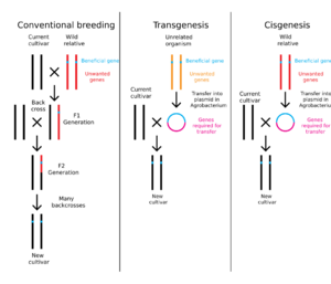 Breeding transgenesis cisgenesis
