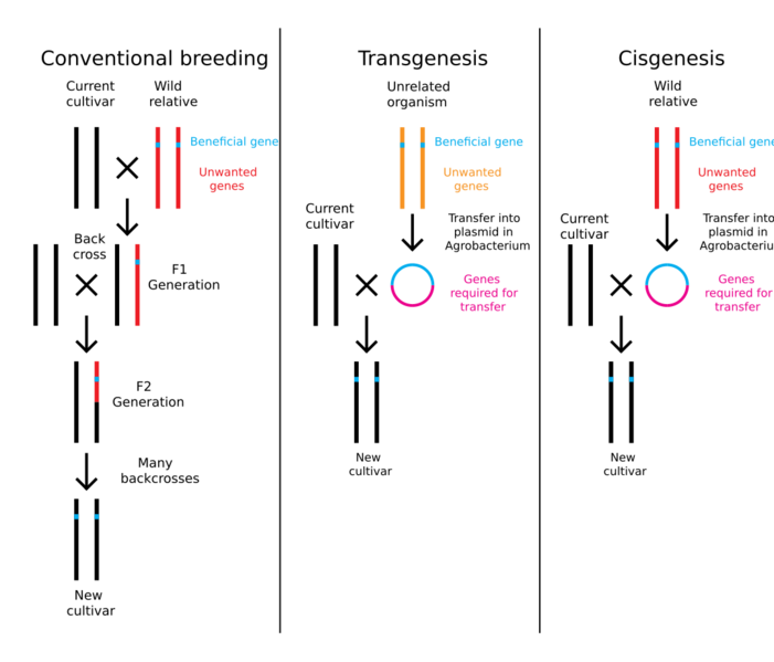 Breeding transgenesis cisgenesis