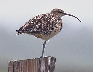 Bristle-thighed Curlew 3