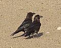Brown-necked Raven(Corvus ruficollis)