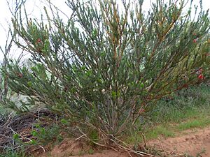 Calothamnus quadrifidus asper (habit)
