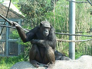 Chatt zoo3