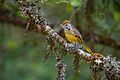 Chestnut-tailed-Minla