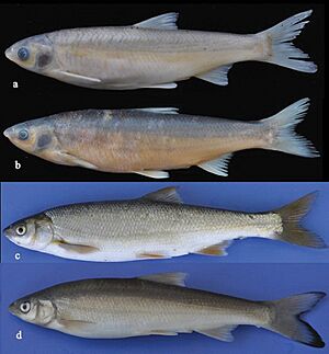 Chondrostoma (10.3897-zse.99.91275) Figure 6.jpg