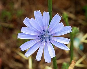 Closeup photograph of blue chicory flower