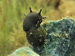 Clithon corona, Horned nerite snail from the Philippines 01.jpg
