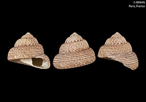 Coelotrochus tiaratus (MNHN-IM-2000-31315).jpeg