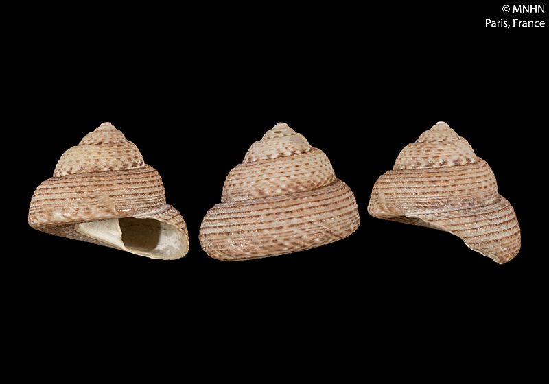 Coelotrochus tiaratus (MNHN-IM-2000-31315)
