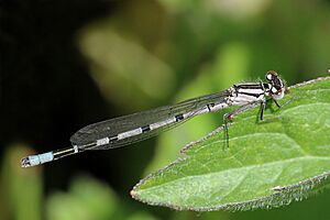 Common blue damselfly (Enallagma cyathigerum) immature male