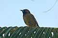 Cuban Oriole (Icterus melanopsis) Juvenile