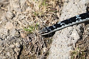 Cuban lesser racer (Caraiba andreae morenoi) head.JPG