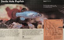 Death Valley National Park sign - The Devils Hole Pupfish (5628756233) (cropped)