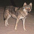 Image of a wolf at night with glowing eyes