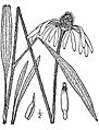 Echinacea.pallida02