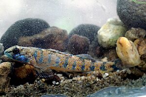 Etheostoma stigmaeum.jpg