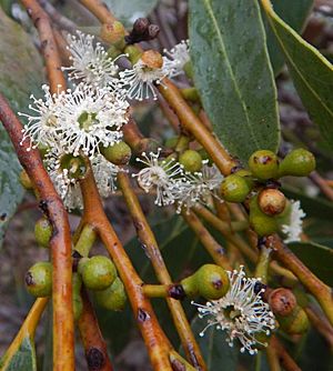 Eucalyptus arenacea flowers